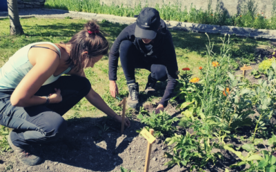 Join Us in Protecting the Environment: Volunteer at our Ecological Workcamps in Switzerland this Summer!