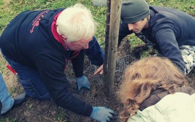 Mini-Workcamp: Wild Bee Sand Lentils and Tree Planting Days with “Wendy‐Welt” Lebenshof